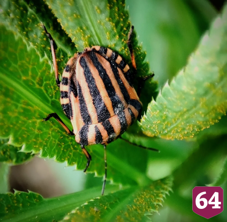 Саратовцу на Кумысной поляне позировали клопы 